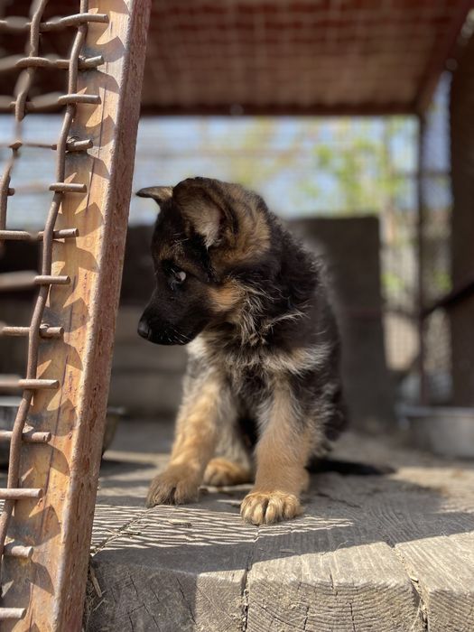 Щенки немецкой овчарки
