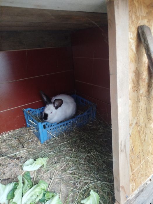 Vânzare iepuri și cocosi