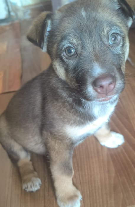 Щенок, бесплатно