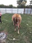 Vaca gestantă vidra