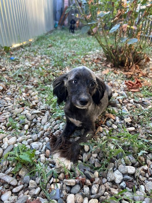 Multipoo caniche toy