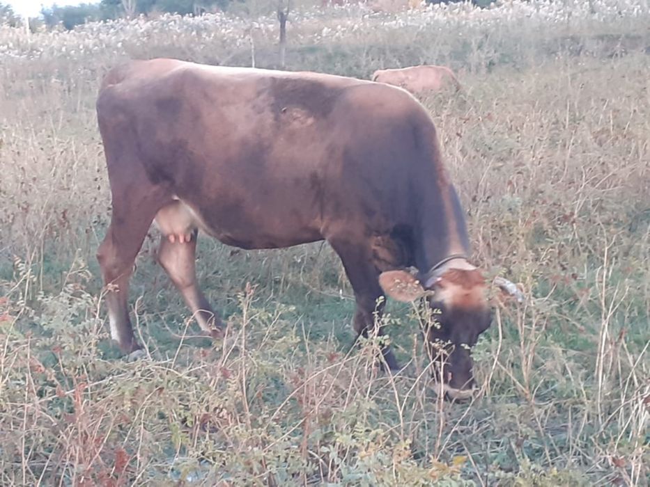 Коровы стельные от 15литров и высше