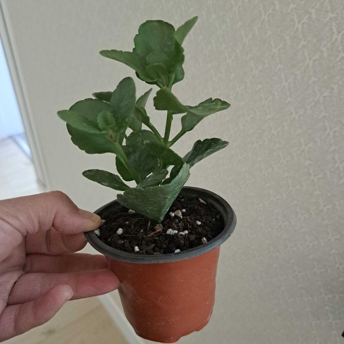 Каланхой цветут как на фото