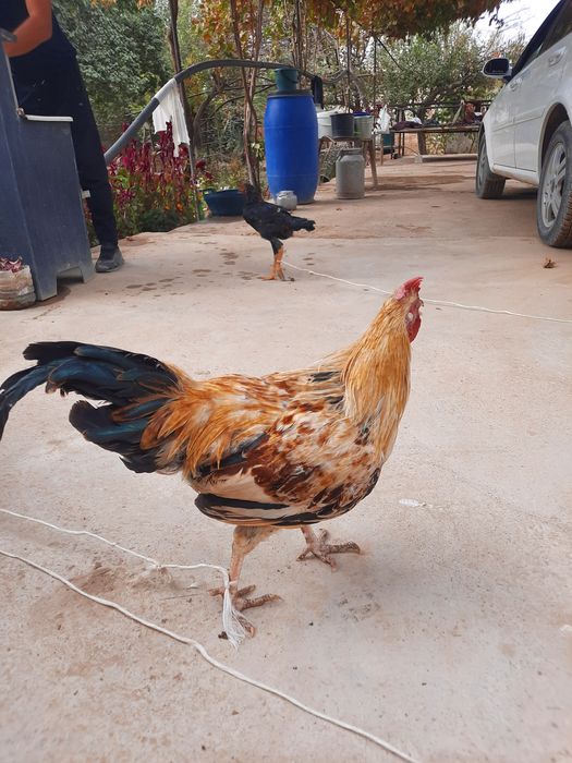 Хонаки хурозлар сотилади