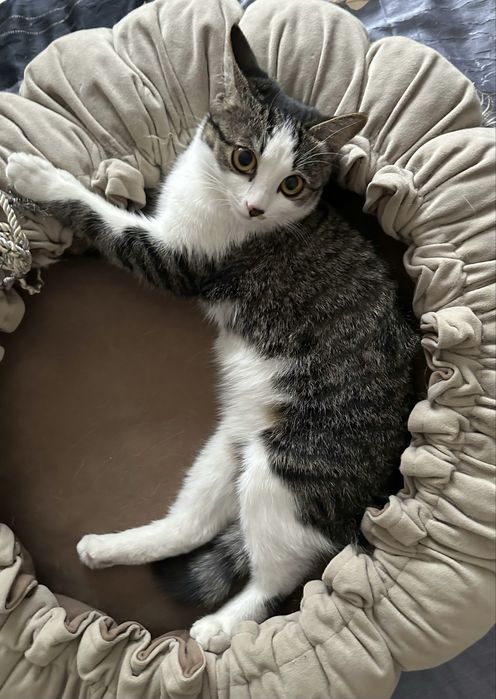 Кошечка Бэлла , 1 годик