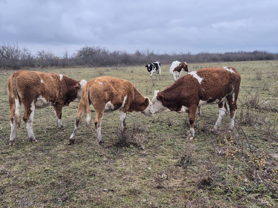 Vand 5 juninci,vitele,vaci