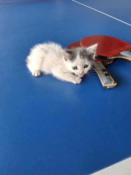 Shotlandskiy mushukchalar