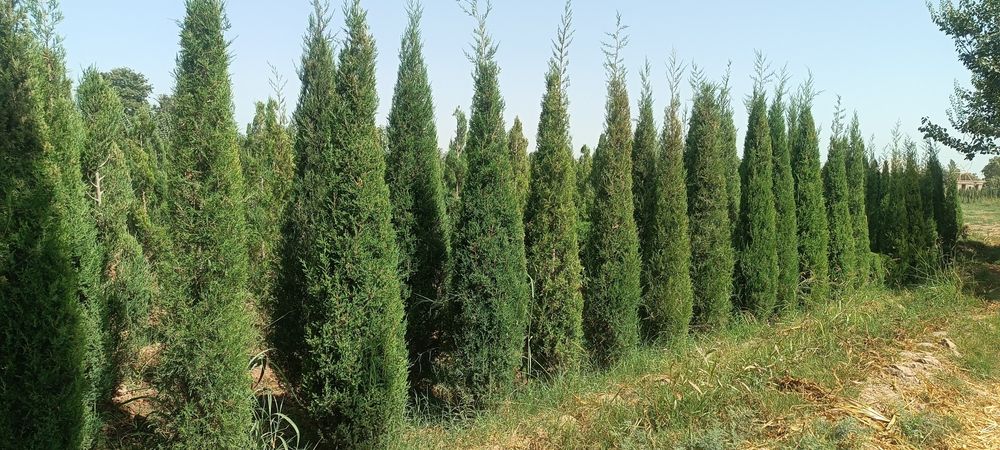 6 йиллик Можавелник арча кўчатлари