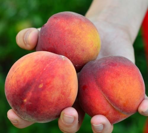 Pomi fructiferi superba de toamna