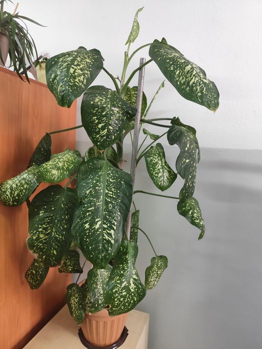 Отдам тропические растение Диффенбахия