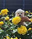 Pui Bichon Alb talie mica