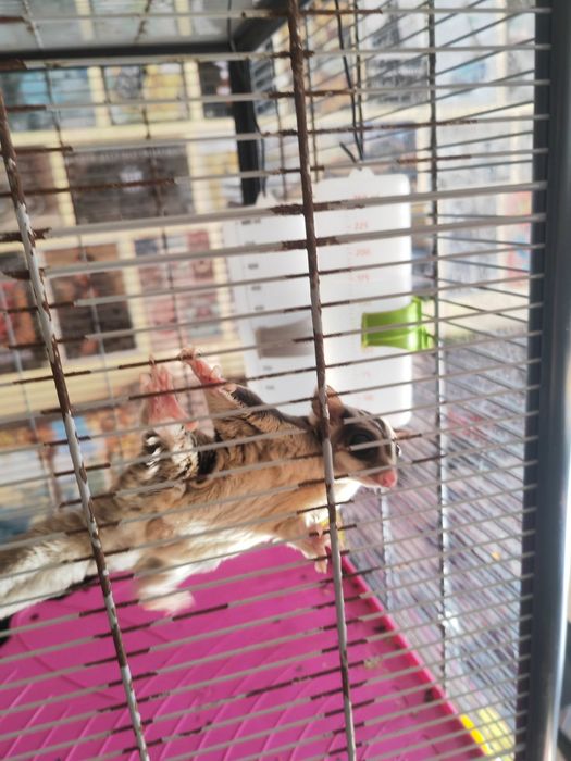 Летяща захарна катеричка