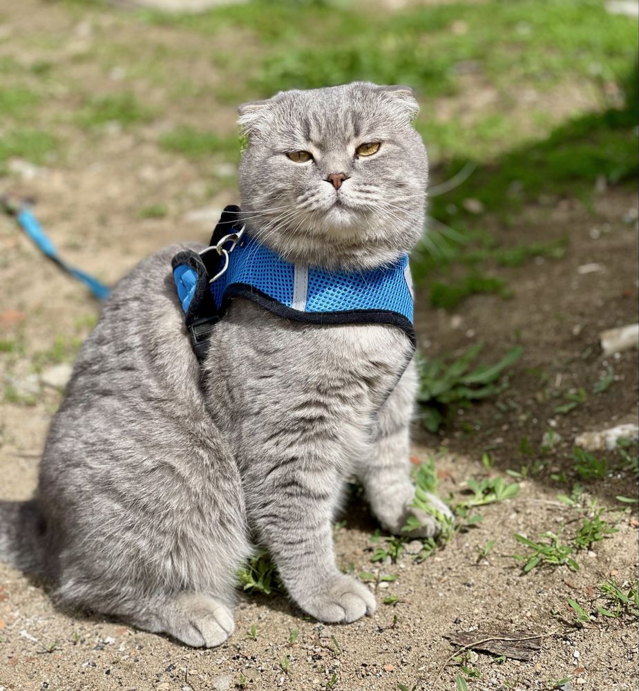 Потерялся кот по кличке Симба
