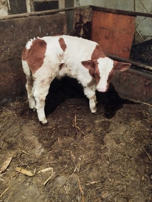 vind vitei de pus la vaca