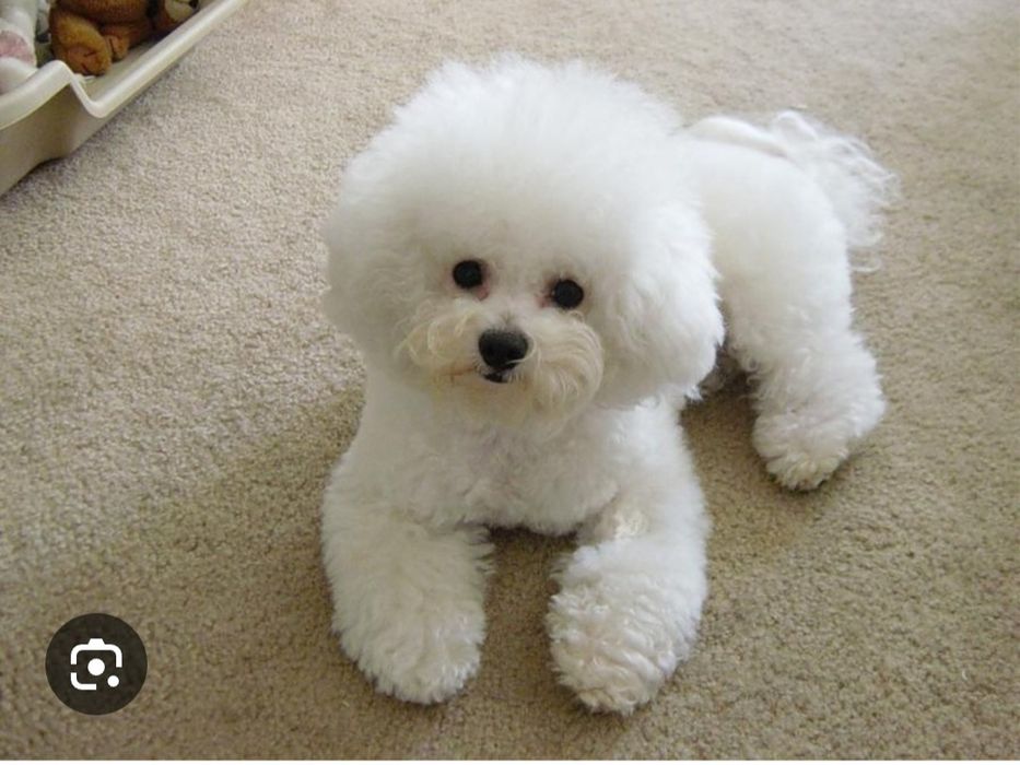 Бишон фризе ..знакомства а потом вязка