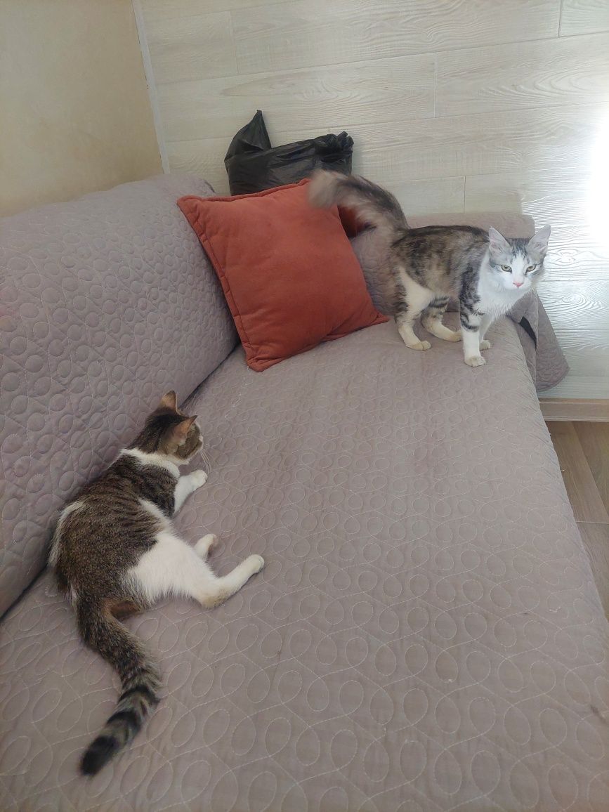Котёнок девочка ласковая