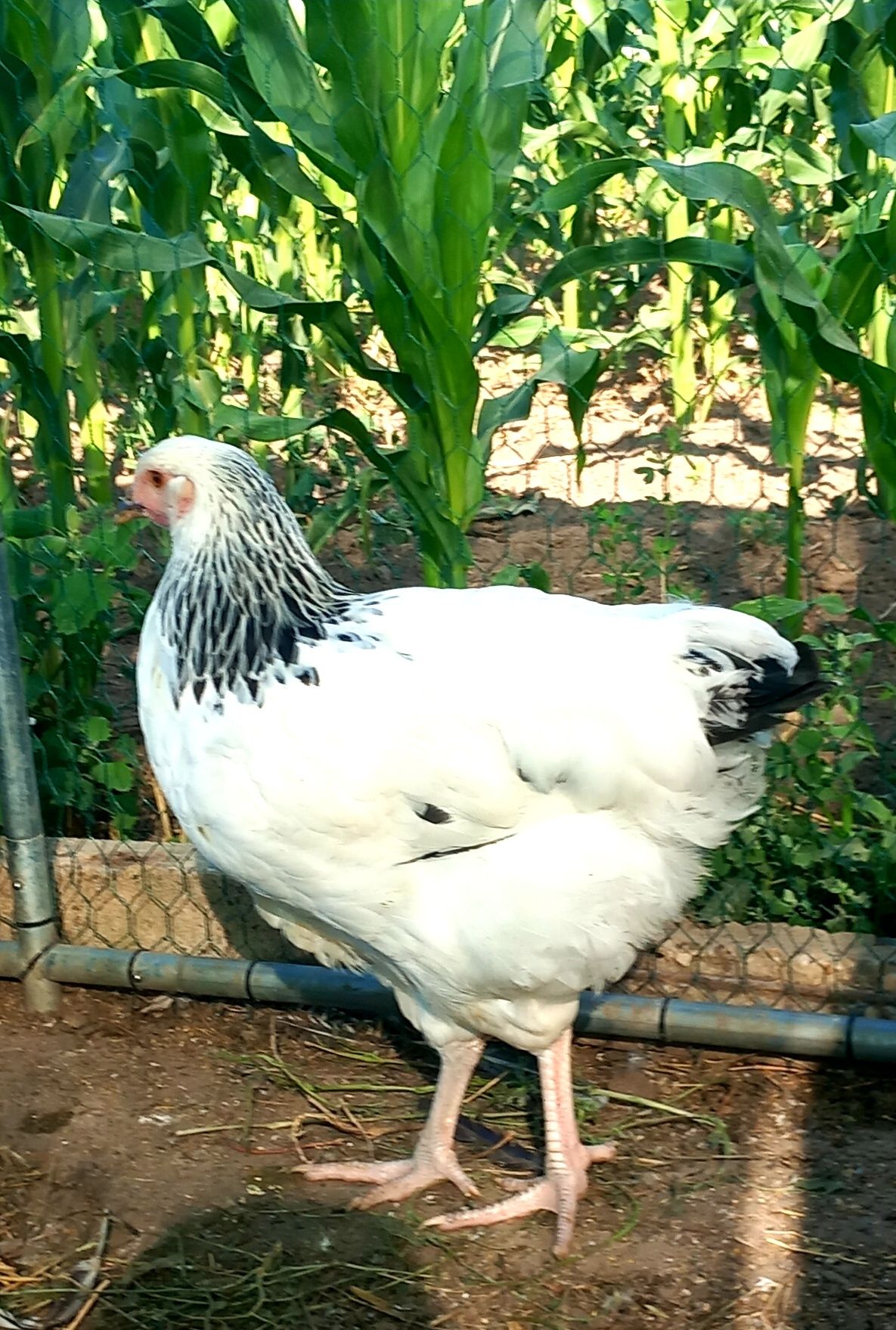 Vand Brahma si sussex 5 luni