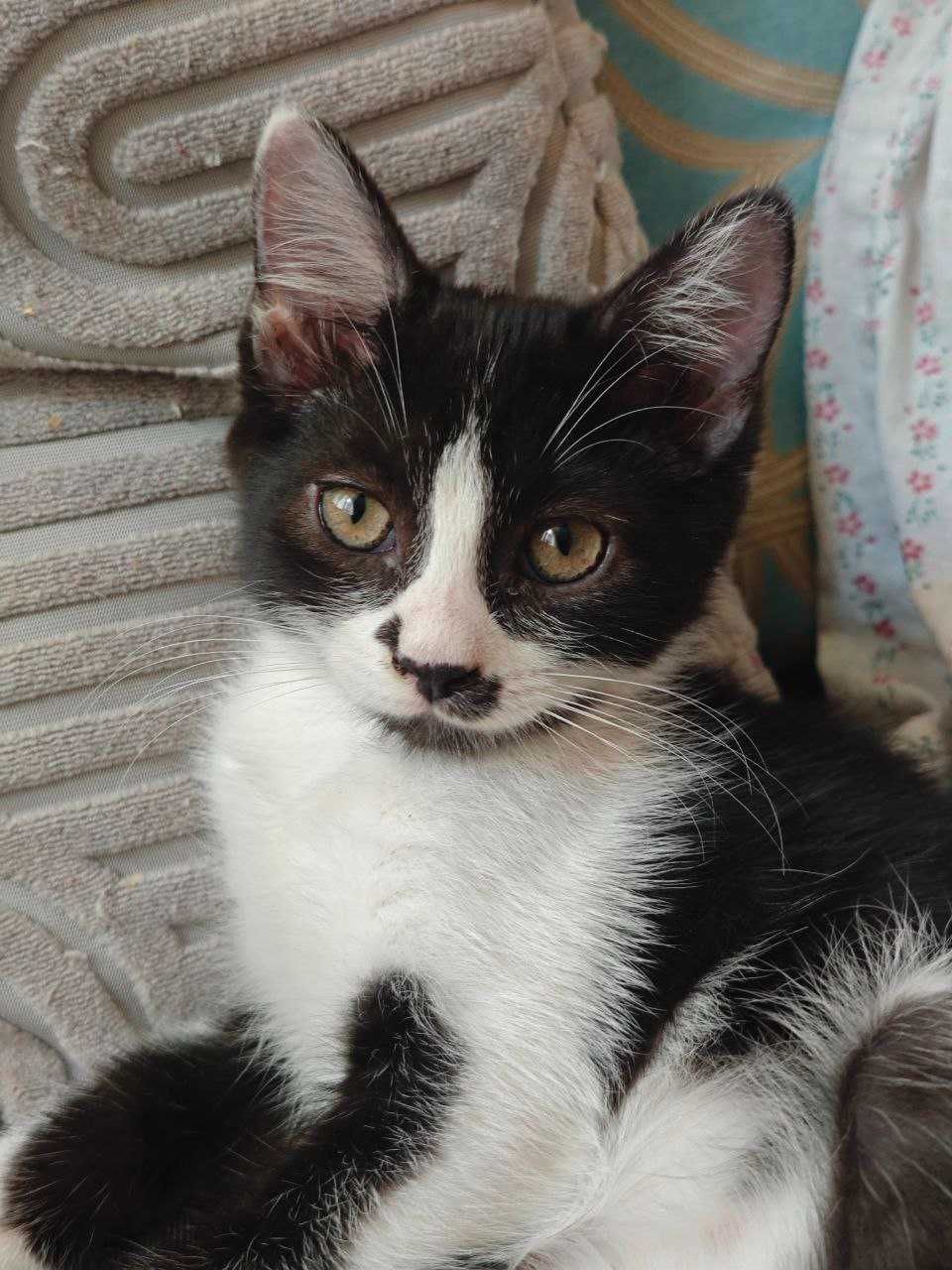 Котёнка в добрые руки