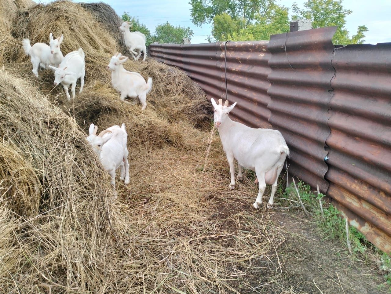 Продам дойных коз .