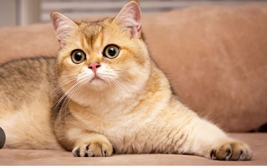 Продаётся шиншилла девочка