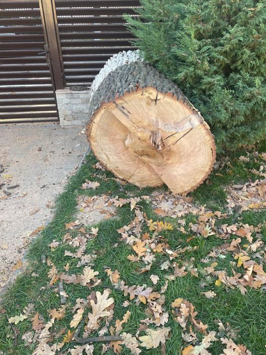 Trunchi de stejar secular