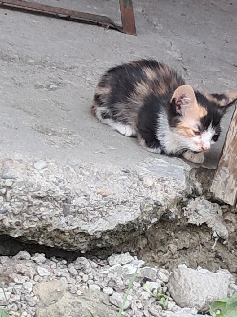 Donez pui de pisică