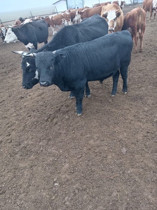 Продам подсосный бычки 45 голов