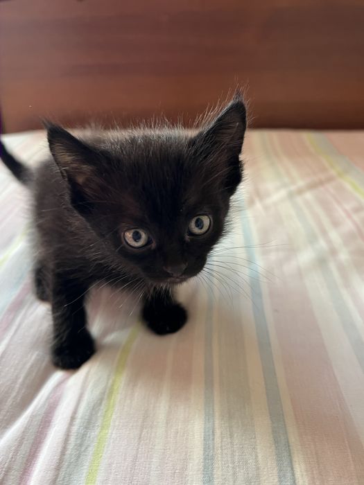 Отдадим котят в хорошие руки бесплатно