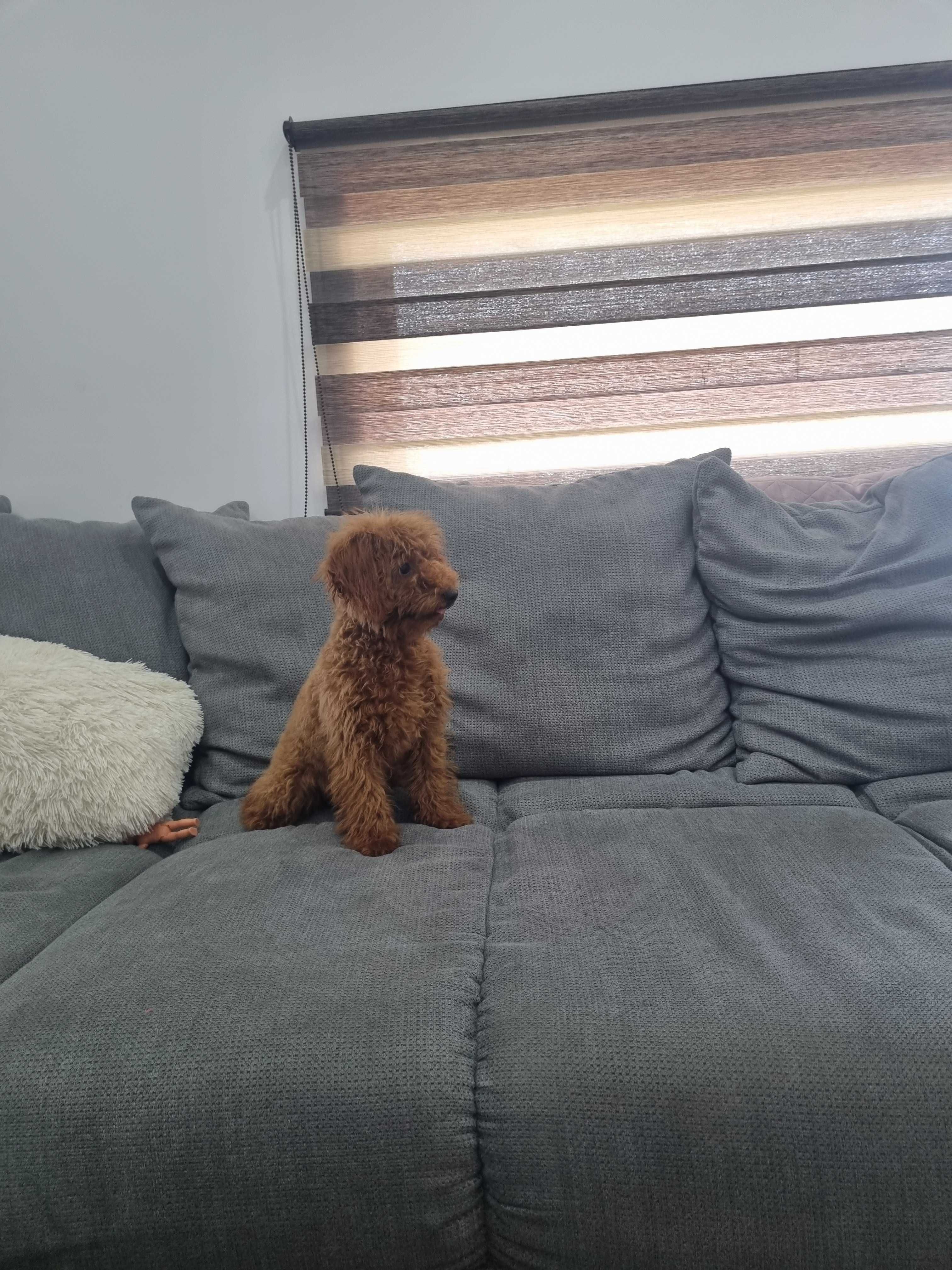 Пудел Той/Poodle Toy