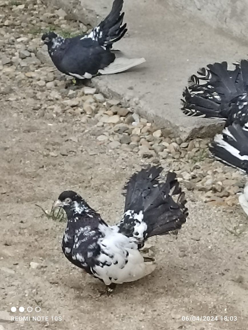 Porumbei Roller de Cluj