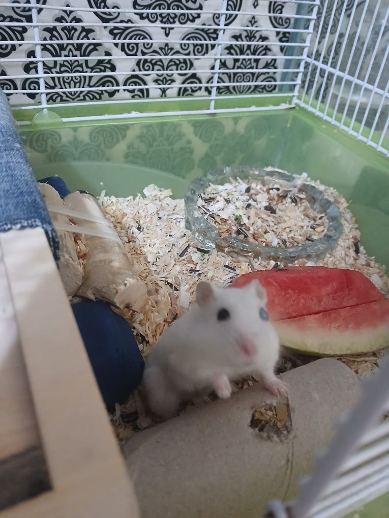Vând 2 hamsteri pitici masculi