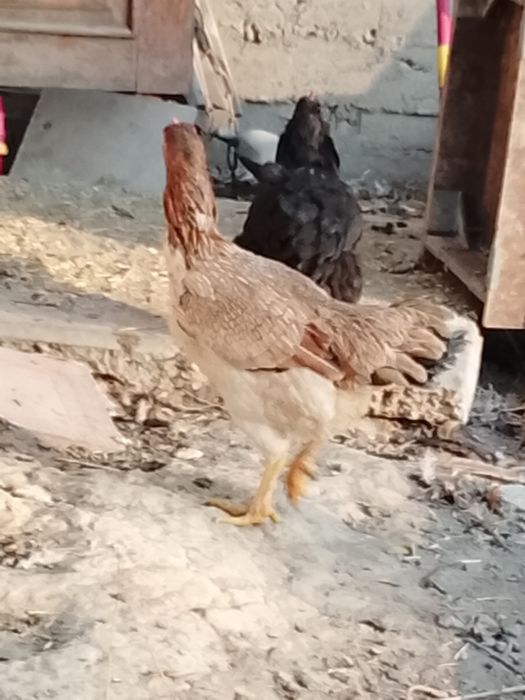 Дакан 2та пара тухумда