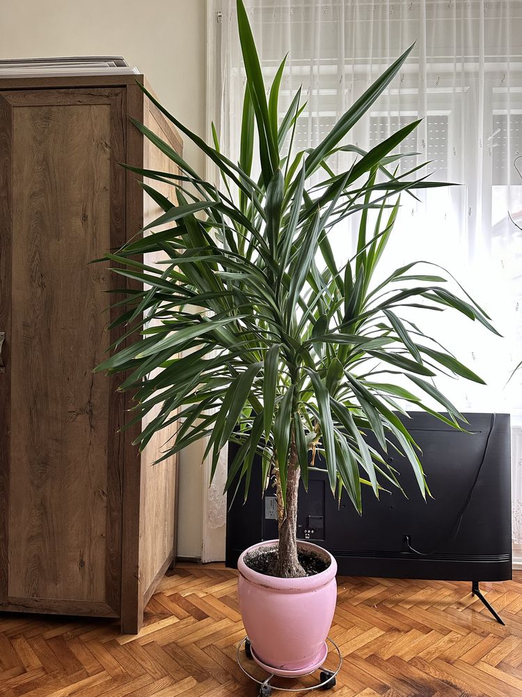 Vand planta ornamentala Yuka, 210 cm