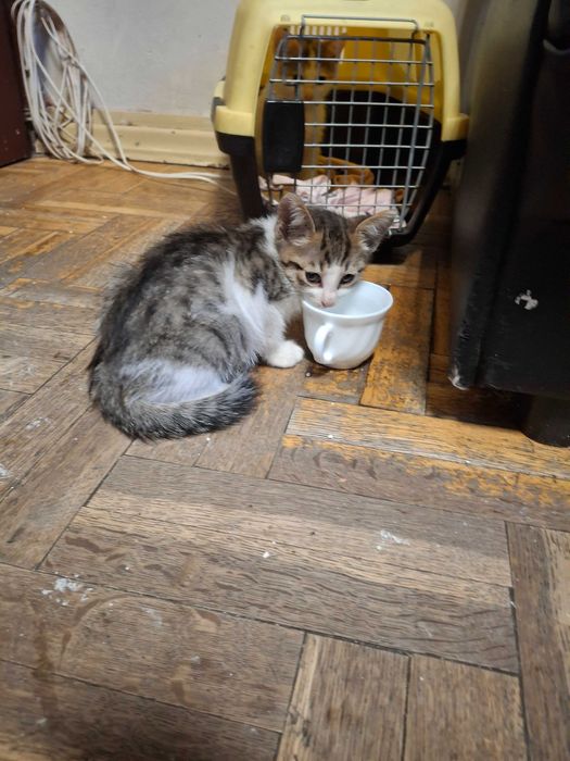 котенца котета на 2 мес.