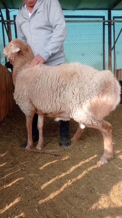 Qochqorlar  sotiladi.