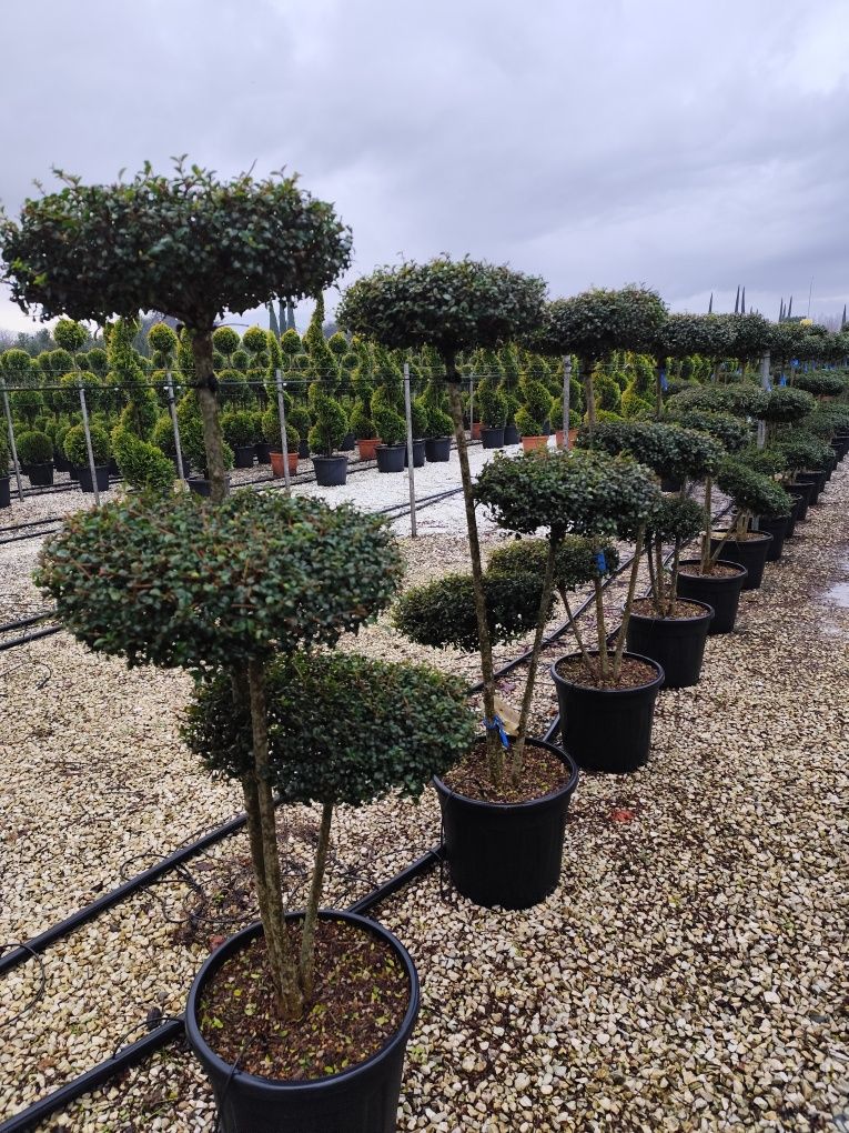 Plante ornamentale aclimatizate