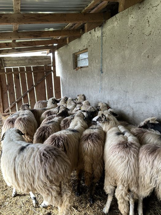 Vînd oi țurcane de ținut