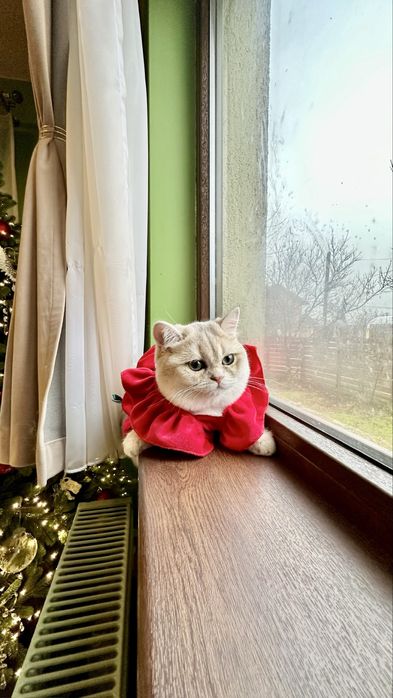 British Shorthair Chinchilla Blue Golden - Fetita certificat pedigree