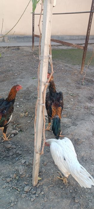 Тунка тож жужалар