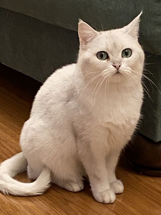 Продам Британскую шиншиллу