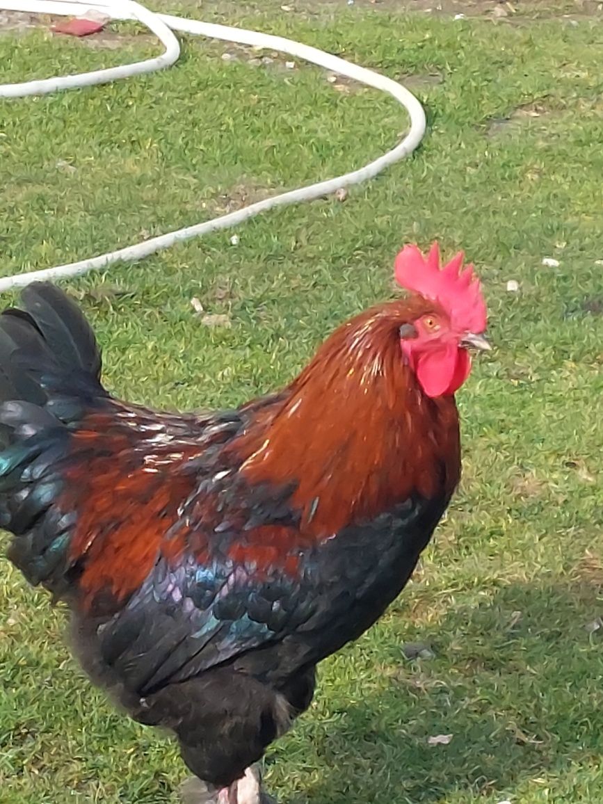 Pui Marans și Araucana