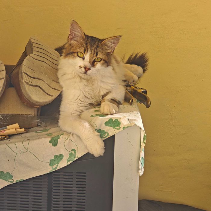 Красиво  игриво коте