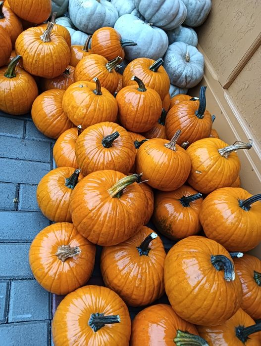Bostani/dovleac pentru Halloween