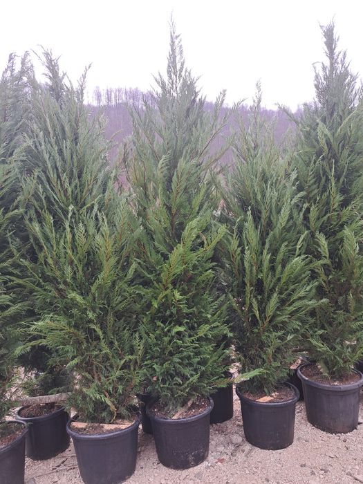 Vindem Tuia Leylandy,Magnoli,Măslini Copaci