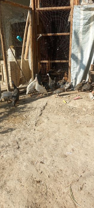 Брама ва сесарка жужалари сотилади