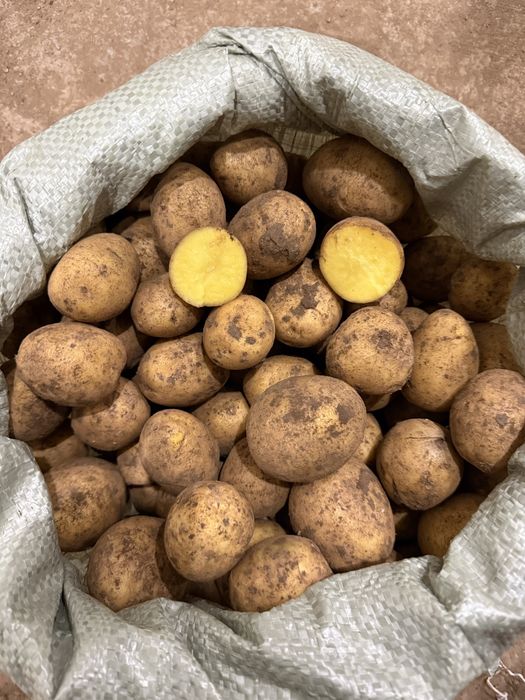 Продаем картофель 65 тенге