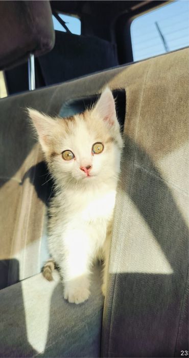 Отдам котят в добрые ручки