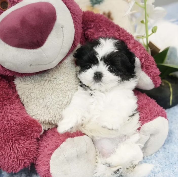 Bichon havanez  mascul