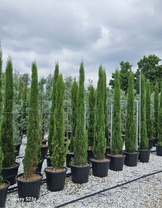 Vindem plante ornamentale copaci oriunde in tara