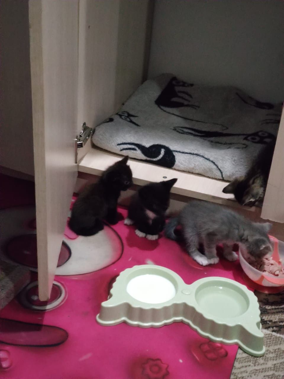 Отдам котят в добрые руки